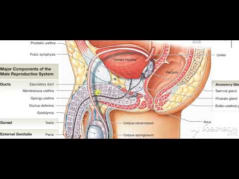 Male reproductive system