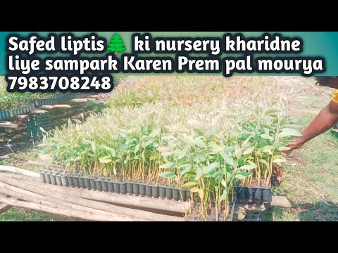 To buy nursery of Safed Eucalyptus, contact 7983708248 😱// Safeda or Eucalyptus