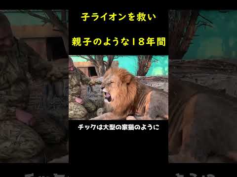 ライオン保護のための新たな洞察