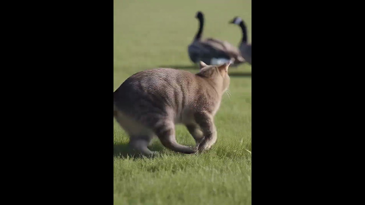 Cat chasing geese #shorts #catvidro #geese
