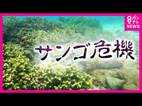 フロリダのサンゴ死:研究者らが抗生物質を海に注ぎ込む