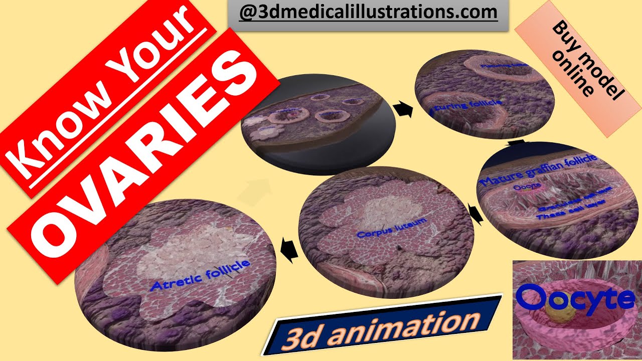 Ovary cross section 3D 3D Model