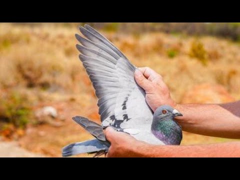 2. final & Winner 100,000 US Dollar Afrika Pro Series ‘22