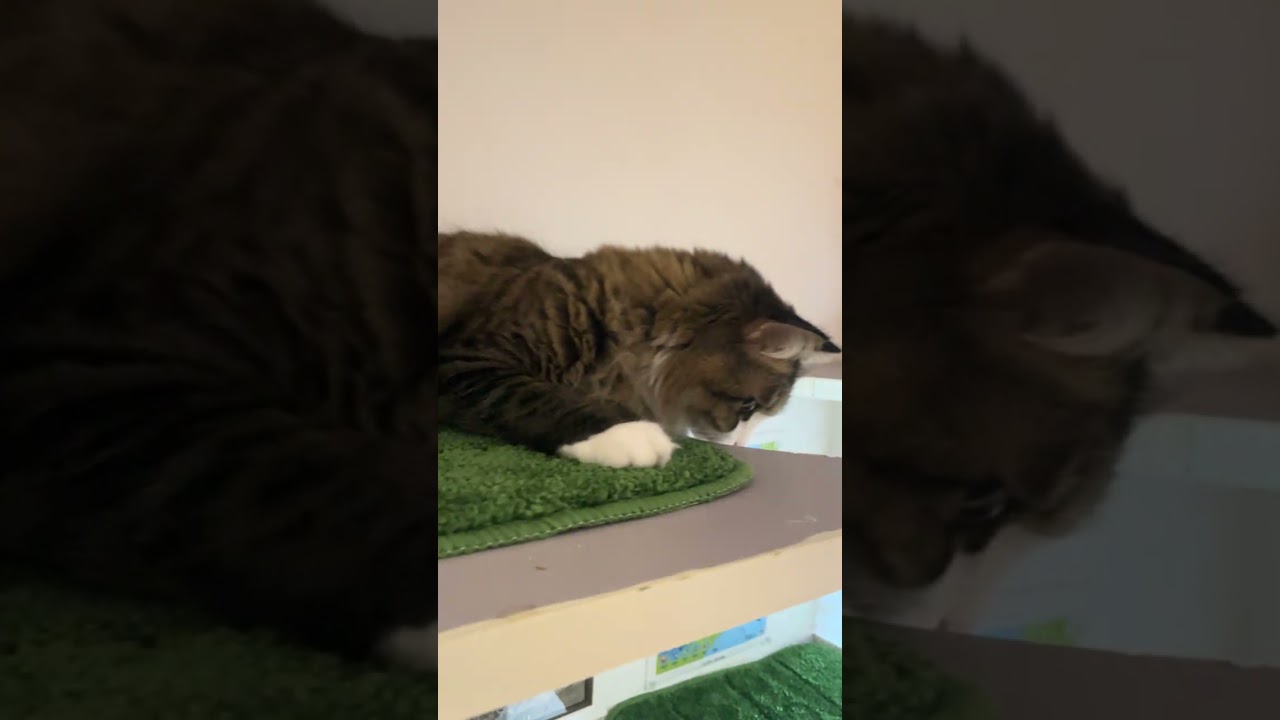 満足ダイソー猫グッズ①#cat #猫好きさんと繋がりたい #猫のいる生活