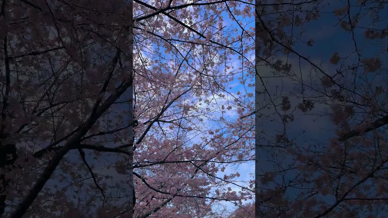 #сакура #япония #токио #японскаяэстетика #carolinekingschwarz