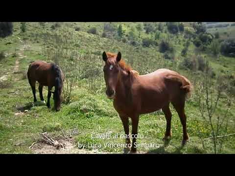 Cavalli al pascolo! #cavalli #cavallichepassione #animali #stupendi