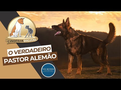 Pastor Alemão de Trabalho | Canil Vox Meinerz | Cinofilia Digital