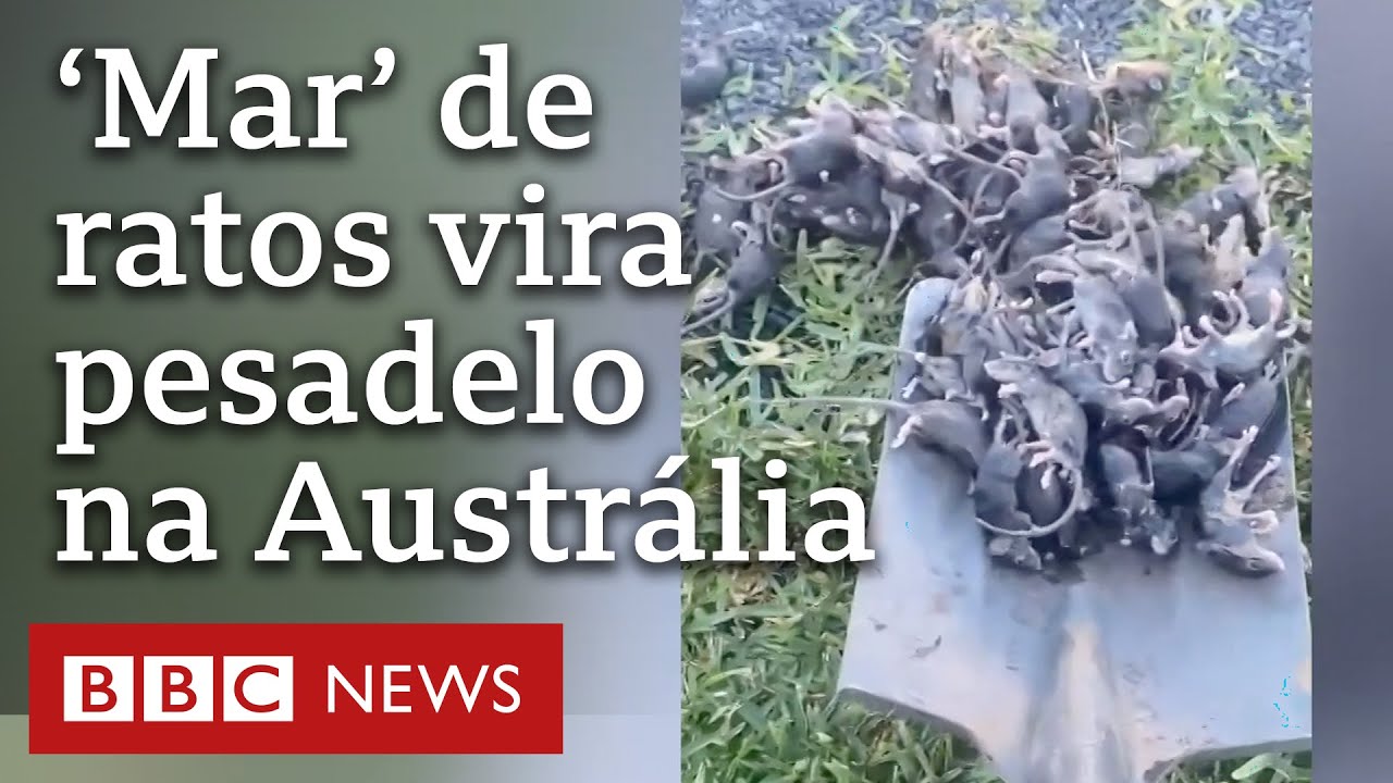 Megainfestação de ratos devasta fazendas na Austrália