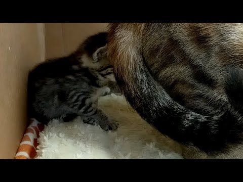 Tinypants 2019-09-22 first food!