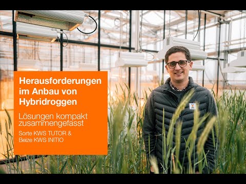 Neue Lösungen im Roggen: Sortenwahl und Beize KWS INITIO