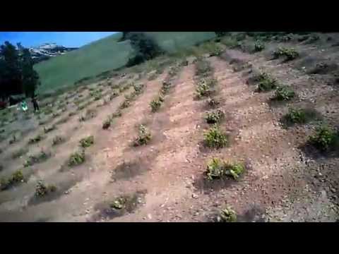 Majuelo del Rio Baltanas