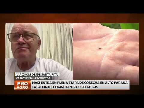 Maíz entra en plena etapa de cosecha en Alto Paraná