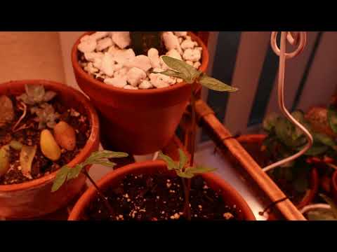 Morning Glory Seedlings Time Lapse