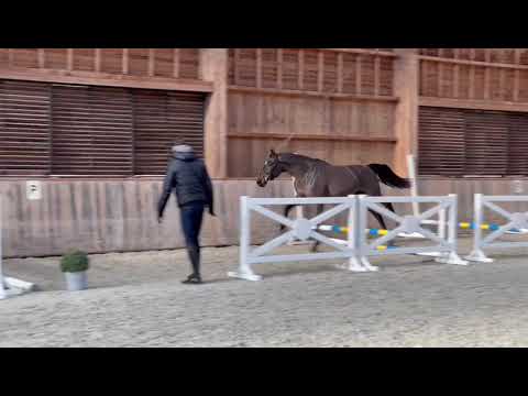 Commilf'Oh - Stallion 2023