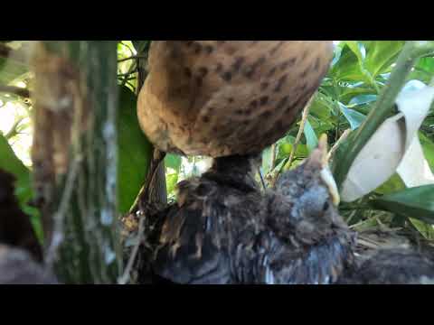 Two baby birds in orange tree nest one appears to have died and is still in the nest