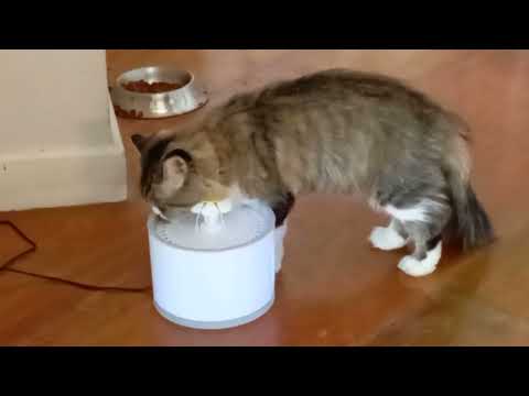 How to keep your cats hydrated