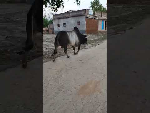 Bull walk ||#shorts #youtubeshorts #viral #bull 🐂