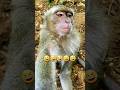 introducing my sweet brother 🤣😁 #monkey #trending #short #viral #funny #today