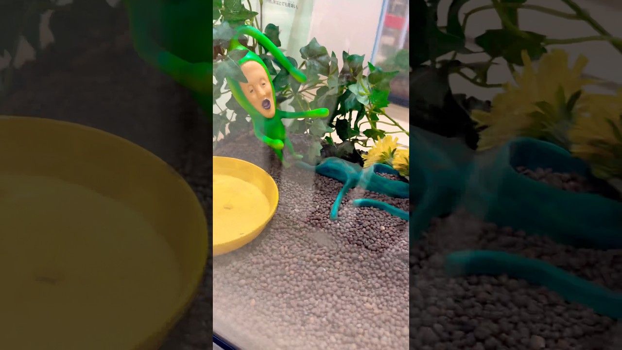 こびとづかんマーケットinクサマダラオオコビトスペシャル #こびとづかん #こびと図鑑 #shorts