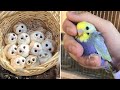 Smart And Funny Parrots Parrot Talking Videos Compilation (2024) - Cute Birds #18