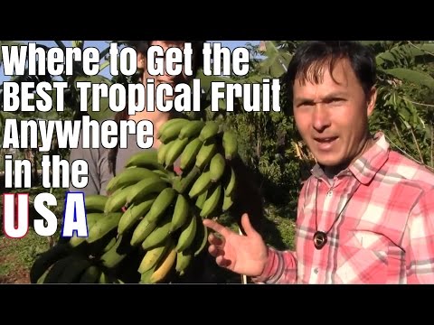 Where to Get the Best Tropical Fruit Anywhere in the USA Video