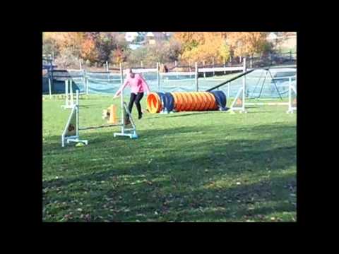 Agility training (Málkov)