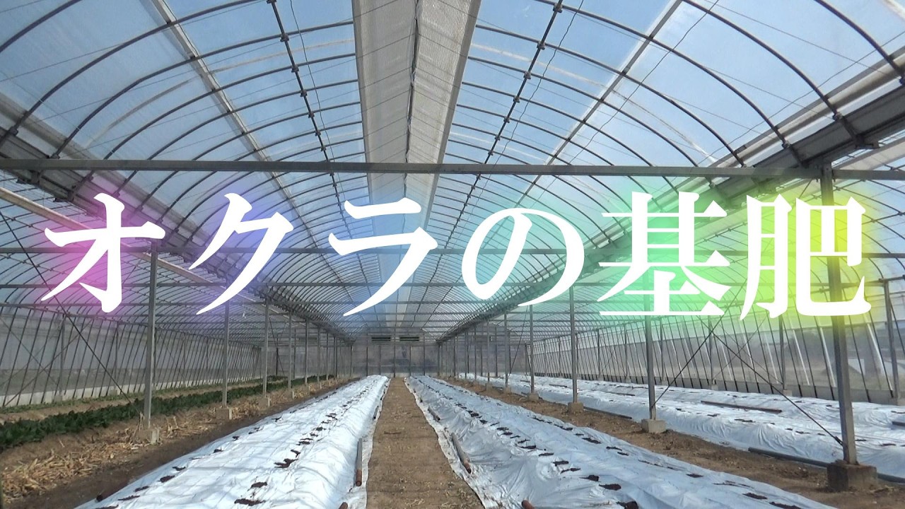 オクラの基肥（今期の肥料と意図）