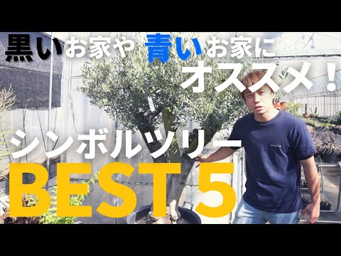 常緑樹のプライバシー スクリーン ツリーを選ぶ理由は何ですか?あなたの屋外スペースにどれを選ぶべきですか？  庭園