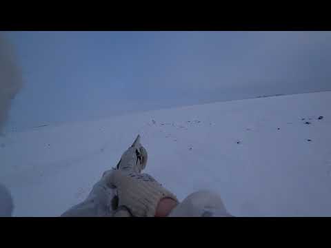 Охота на зайца 2019-2020 №76 Тропление, чёткий след и заяц богатырь акробат.