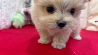 ハーフ犬の動画01