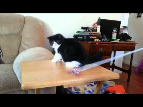 Rico playing with cat toy