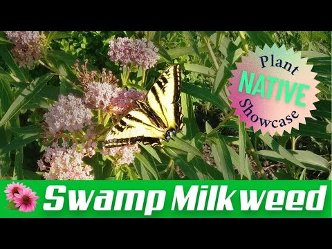 Swamp Milkweed: Plant Care & Harvesting Seeds! Asclepias incarnata