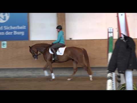 Daisy - 2011 - Stute - 161 cm - Lissaro x Davignon 'I