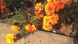 What do Humans, Animals, and Plants Need to Survive?