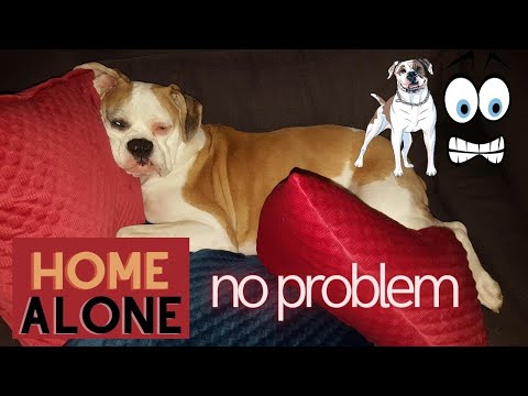 HOW TO FIX DOG SEPARATION ANXIETY || From Severe Separation Anxiety To Full Relaxed Dog