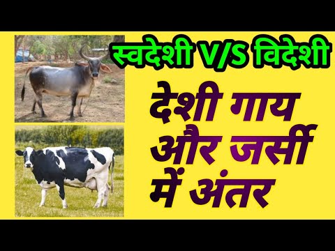 Badri Cow Bilona A2 Ghee Uttarakhand