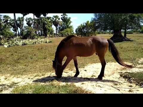 Clinton Anderson Presents: Once Bitten Twice Shy