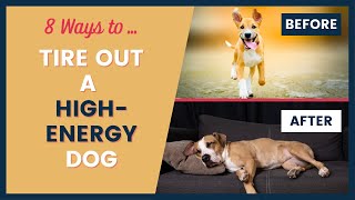 High Energy Dog Care and Training Tips