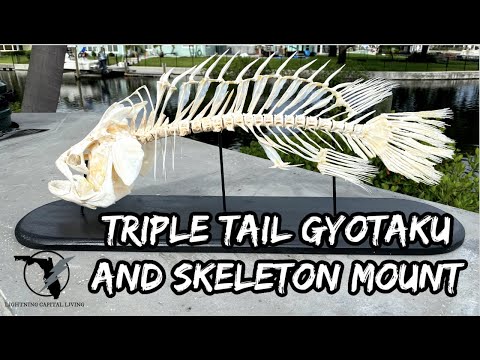 How to: Triple Tail Gyotaku & Full Skeleton Mount