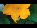 Nature Whatsapp Status Tamil Status Video Lovable Nature