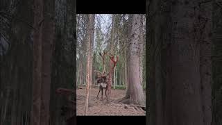 Mongolian reindeer are changing their antlers