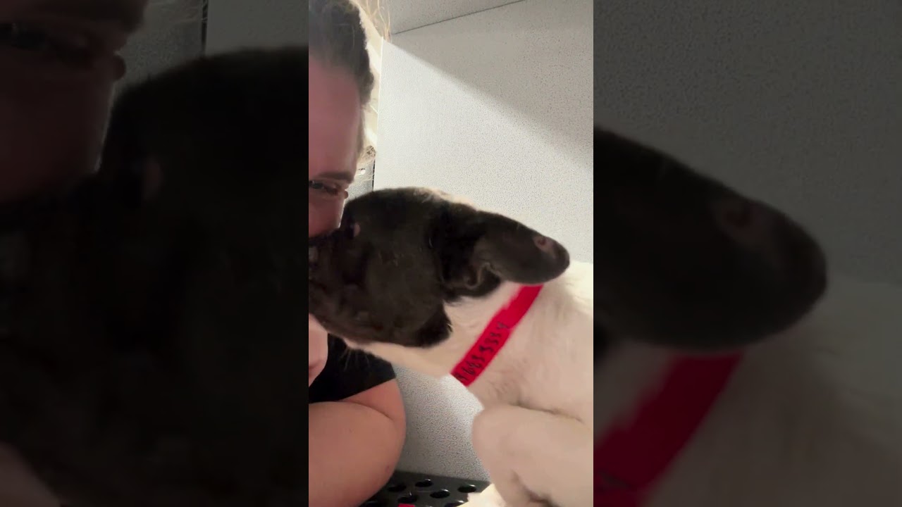 Enlarge Charlotte (AG26-169), a Adoptable French Bulldog in Peyton, CO video 5/5