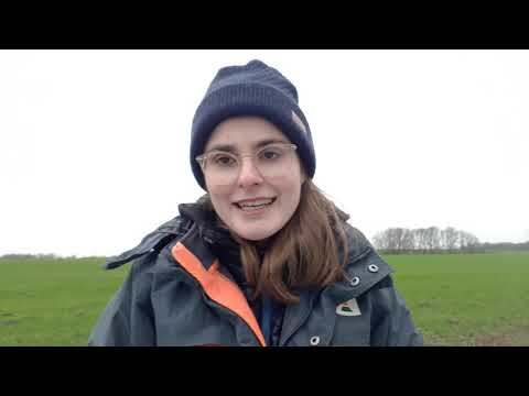 Fit4NEXT - das Programm der KWS für Zwischenfrüchte