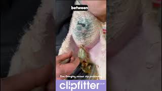 ClipFitter™ – Clip Positioning on Lambs