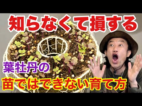 どの花が蝶を最も惹きつけるでしょうか?彼らの好きな色は何ですか?  庭園