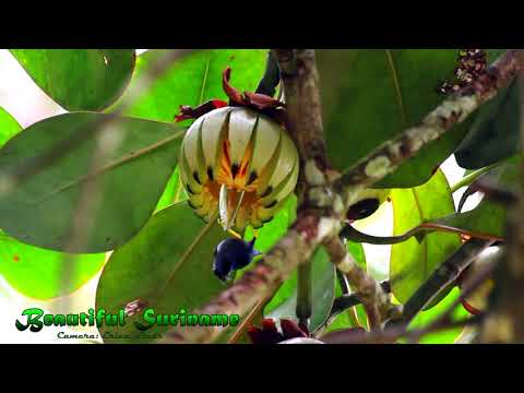 Purple honeycreeper on the Brownsberg