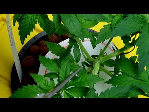 "HOW TO" Top or FIM Cannabis!!.(Gaining more bud sites for Bigger Yields)