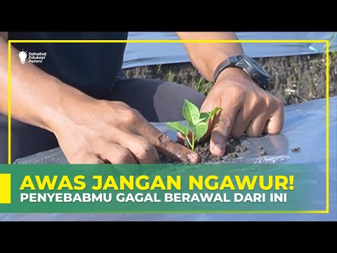 , title : 'LAKUKAN CARA INI JIKA INGIN BERHASIL | PENANAMAN CABAI YANG BENAR DAN TEPAT'