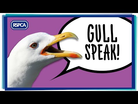 Hear what Gulls are really saying!
