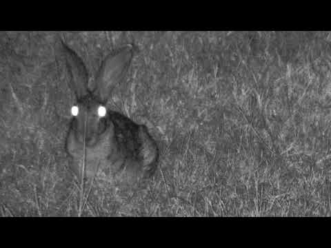 Djuma: Scrub Hare not scared of that big ole lion roaring - 01:31 - 07/08/18